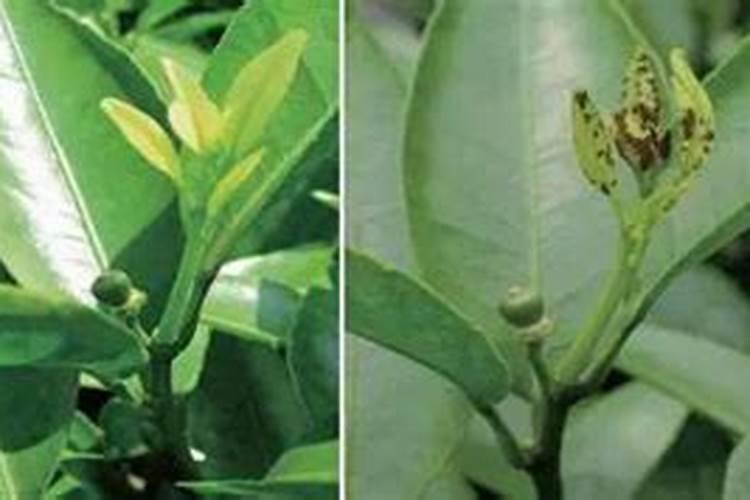 果树怎么用多效唑,果树多效唑悬浮剂