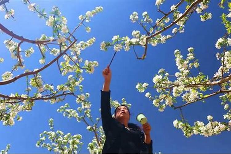 果树花期能浇水吗 果树开花时能不能浇水