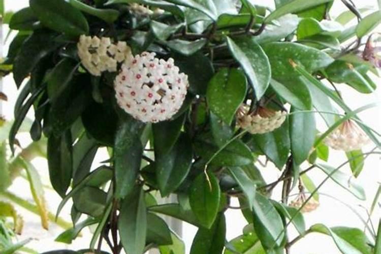 月季为什么要喷施叶面肥杀菌剂添加叶面肥有何作用