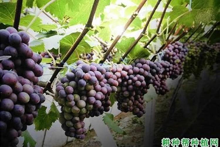 葡萄成熟时每棵成年树需多少钾肥