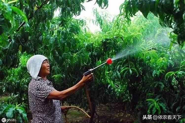 钙镁硼锌铁叶面肥啥时用最好