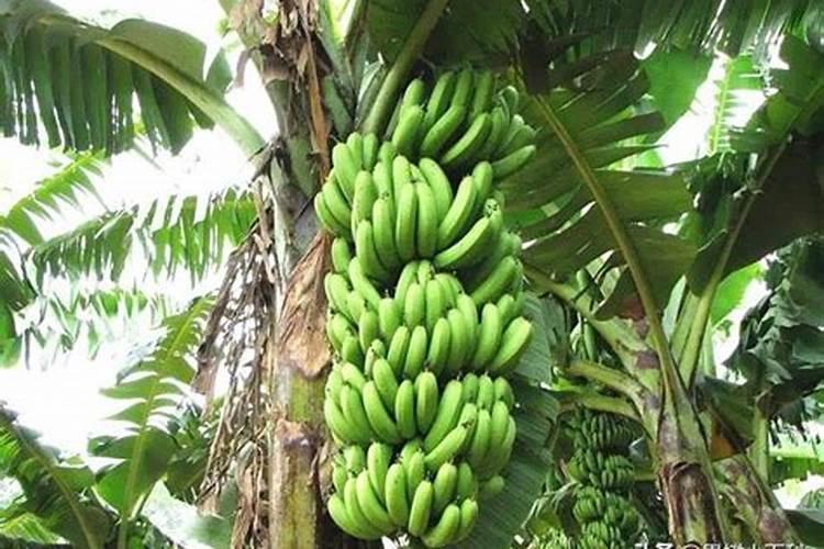 该如何防治香蕉园缺乏营养元素？