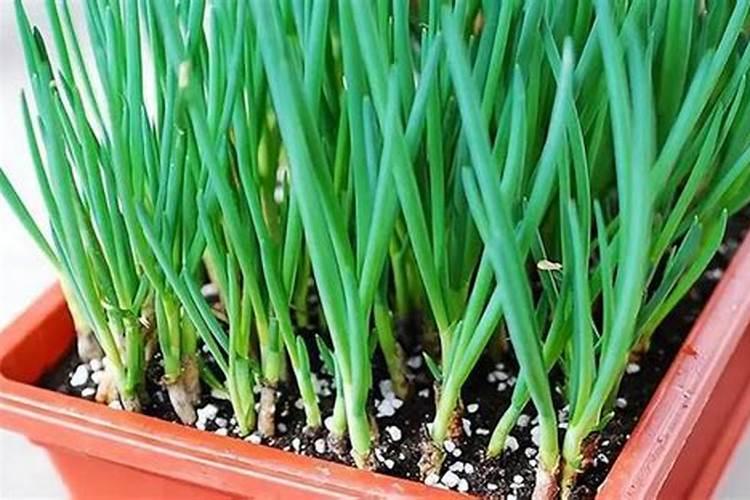 四季小香葱的种植时间及方法要点