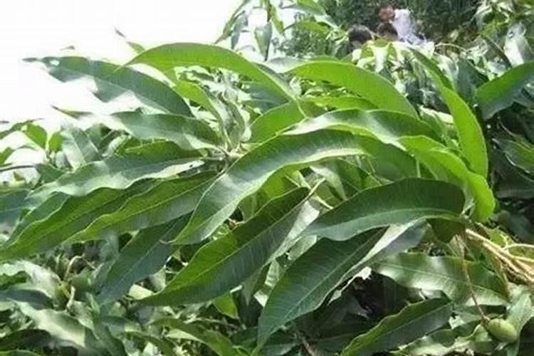 哪些肥料含氮肥多