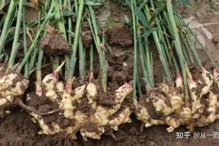 膨果水溶肥多长时间用一次？