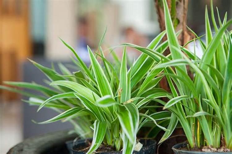 吊兰叶子变黄了,是什么原因？