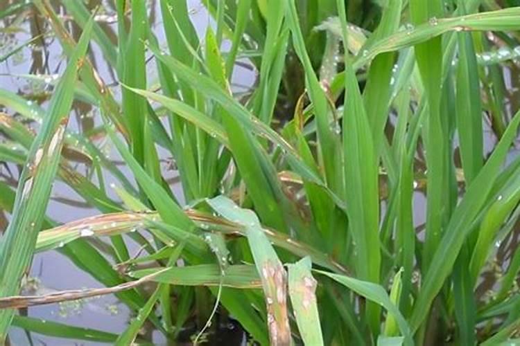 南瓜需要施什么肥料(一般种植南瓜什么时候施肥方法)