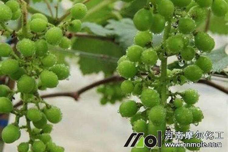 番茄转色期管理:促进番茄转色的4大注意事项