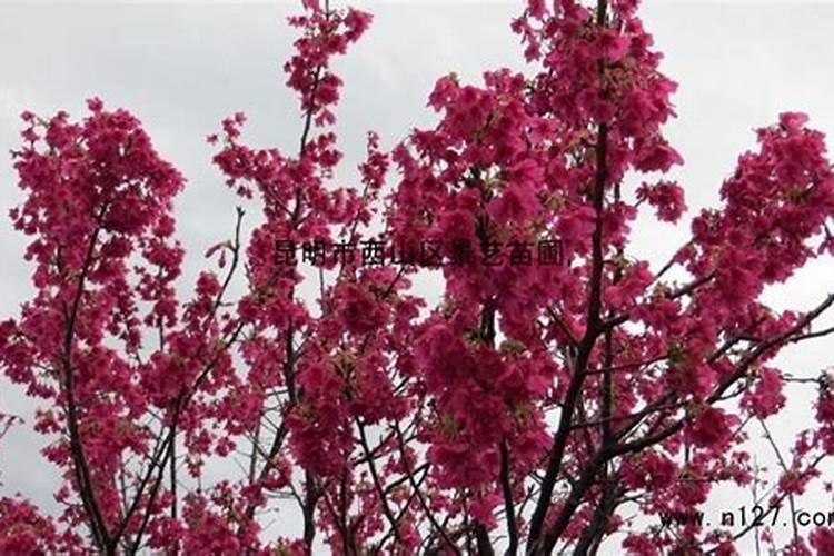 樱花种植需要多少钱