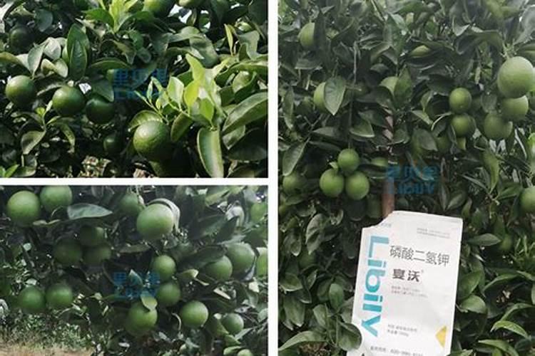 麦子地里撒尿素好吗