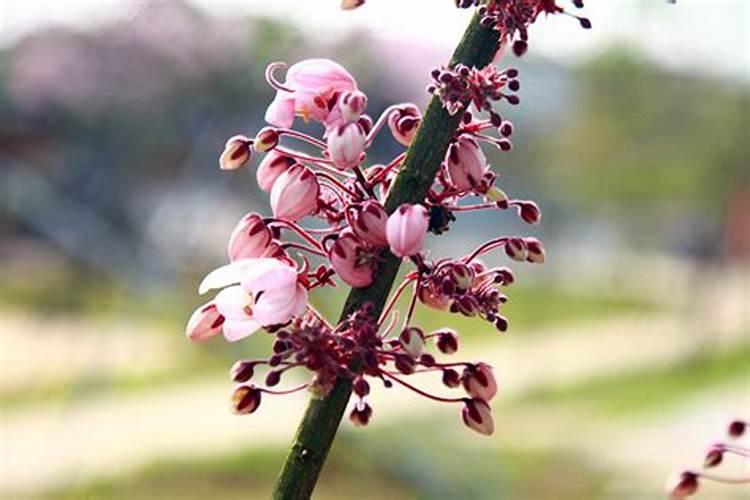 20公分樱花树价格多少樱花树20003000元一株