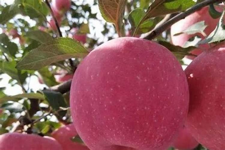 沙糖桔放什麼肥料才甜才红的好看