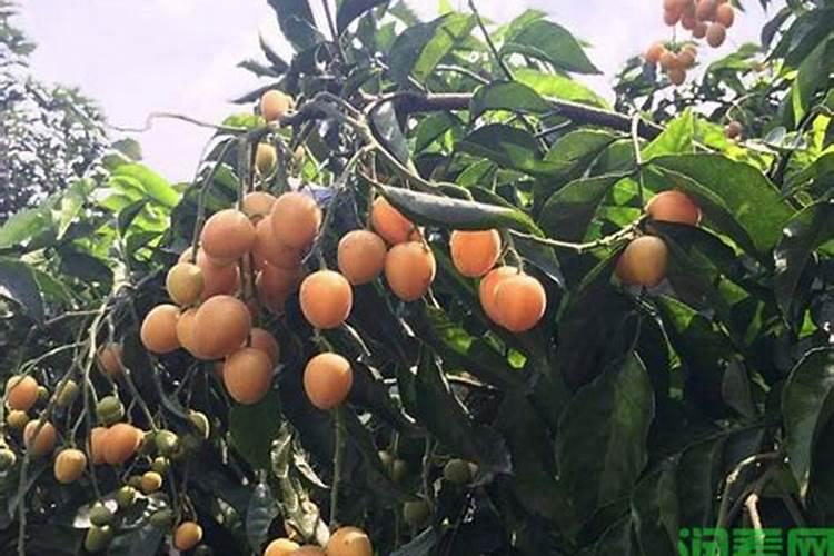 龙眼树缺氮有哪些症状和补救措施？