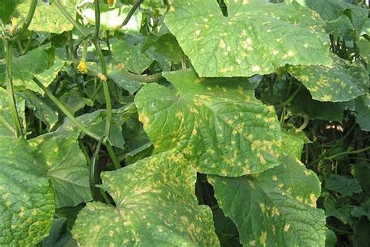 黄瓜病毒病症状与防治方法
