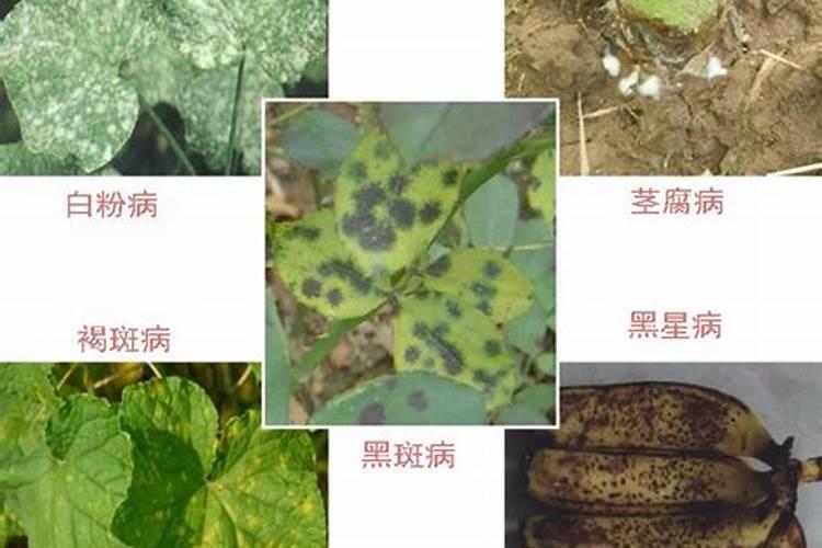 丝瓜病毒病症状与防治方法 用什么特效药好