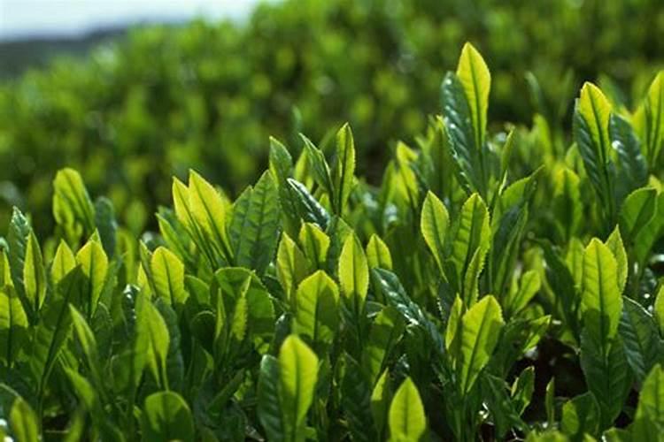 磷元素对植物的作用 磷元素对植物的作用是什么