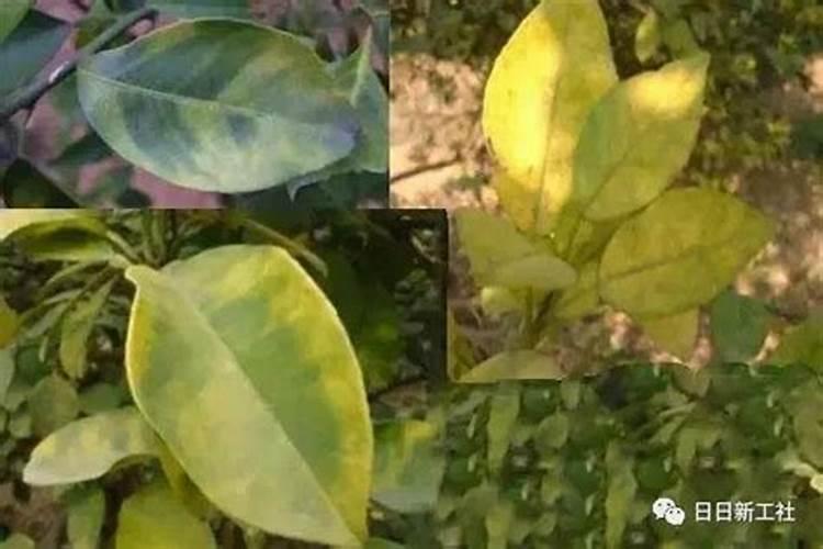 柑橘果实开裂是什么原因