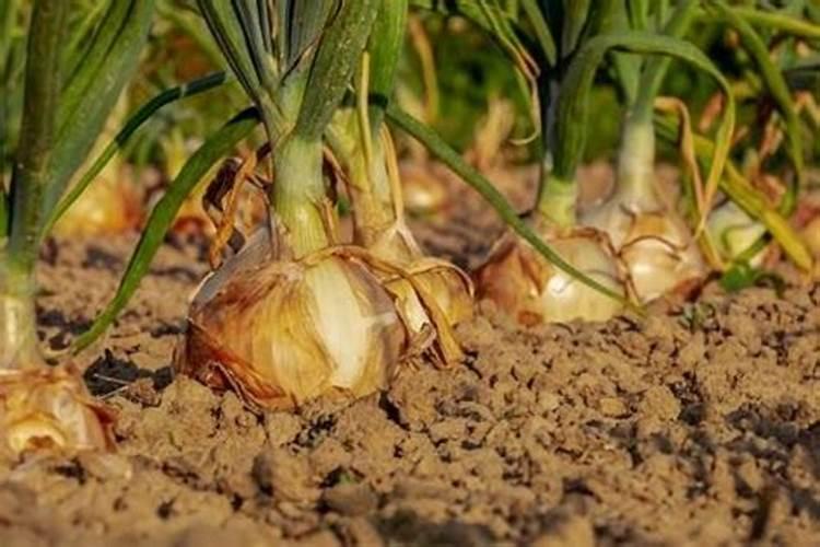 怎么正确使用蔬菜叶面肥