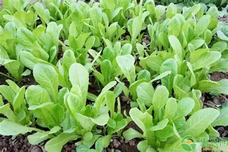 草莓打过叶面肥几天能吃