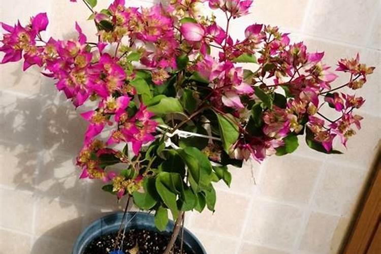 富贵竹怎么养护水不臭长根多