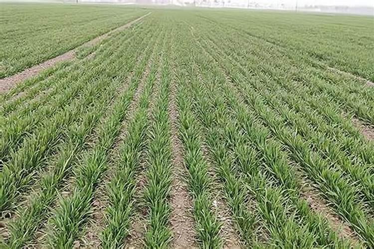 麦子施肥时间及方法麦子如何施肥