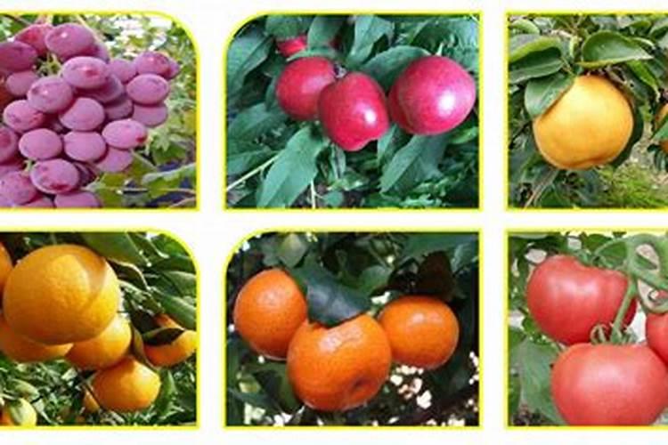 辣椒苗需要摘心打顶吗(种植辣椒树什么时候打顶摘掉分枝)