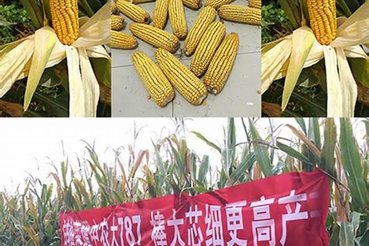 农业股票有哪些