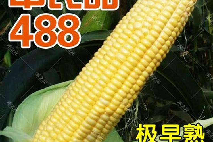 水果玉米的水果玉米品种介绍