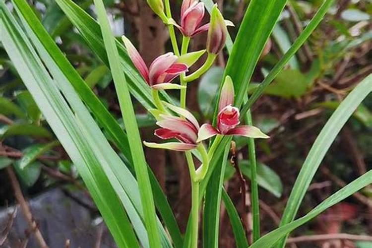 种莲藕用什么肥料好？