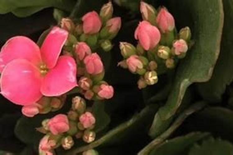 长寿花花期施什么肥