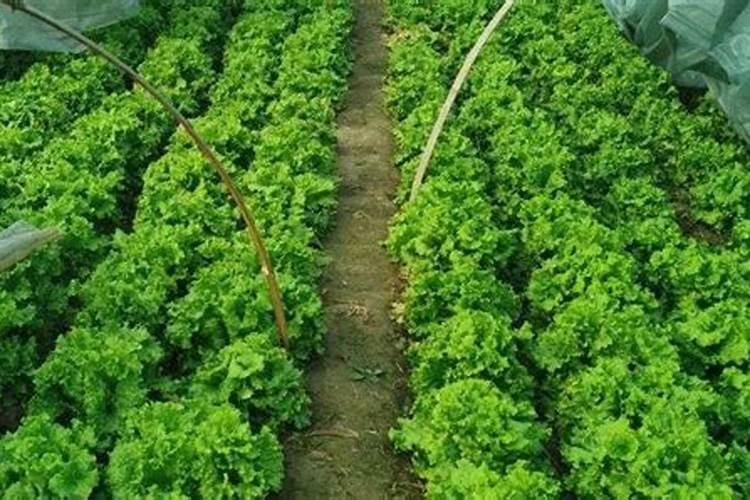 绣球花发芽后怎么养护