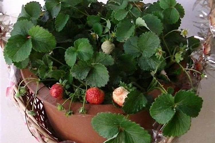 草莓要施什么肥啊