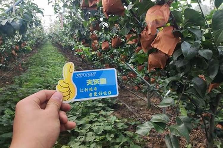 我的月季花的整个生长期该怎样施肥麻烦哪个大神告诉我一下？