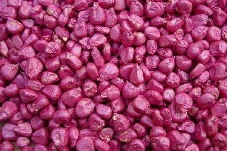 玉米一生对氮肥的需求量