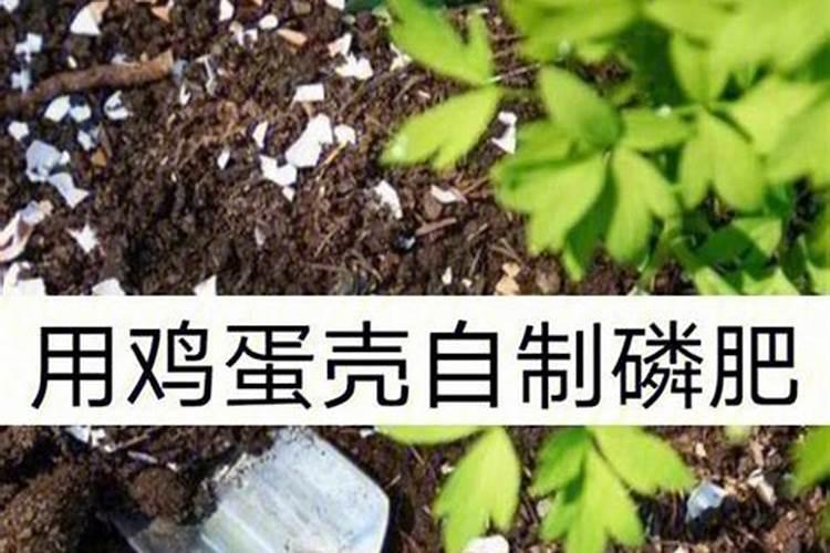 常见的肥料的种类都包括哪些