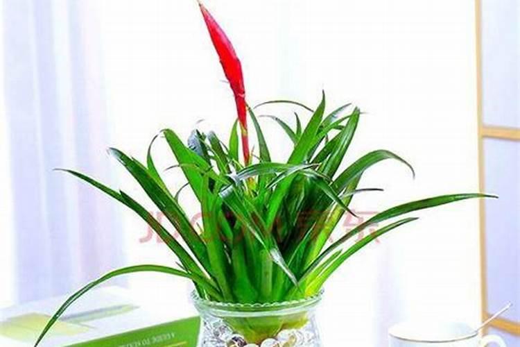 百合适合施什么肥