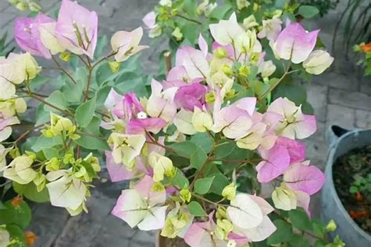 三角梅开花时能施肥吗 三角梅开花上什么肥