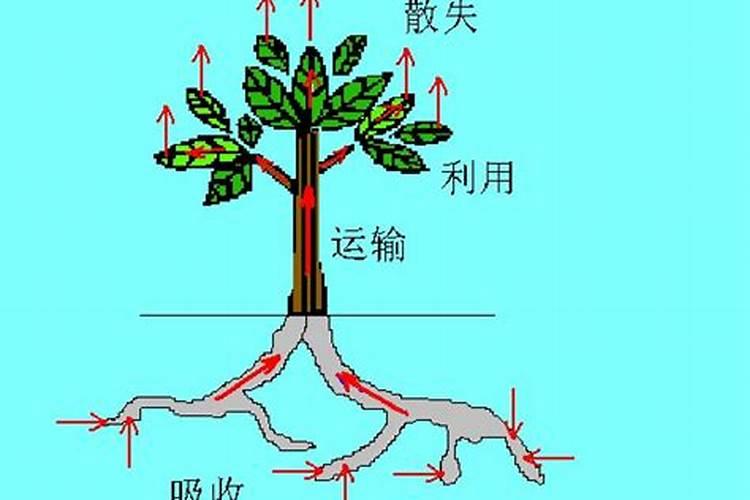 果树没有叶能吸收叶面肥吗？