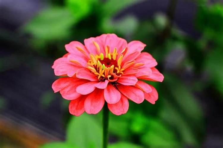 太阳花用什么肥料最好