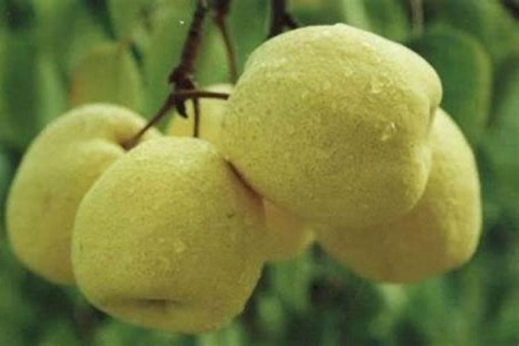 梨树保花保果用那些肥料好？梨树膨大期用什么肥料产量高？
