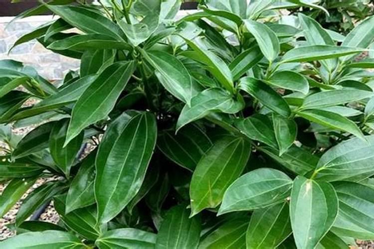 矿源黄腐酸钾和生化黄腐酸钾两者区别大吗？