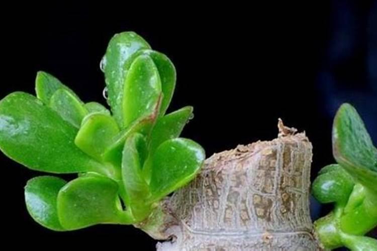 养花草的时候,每天往叶子上喷水好不好？