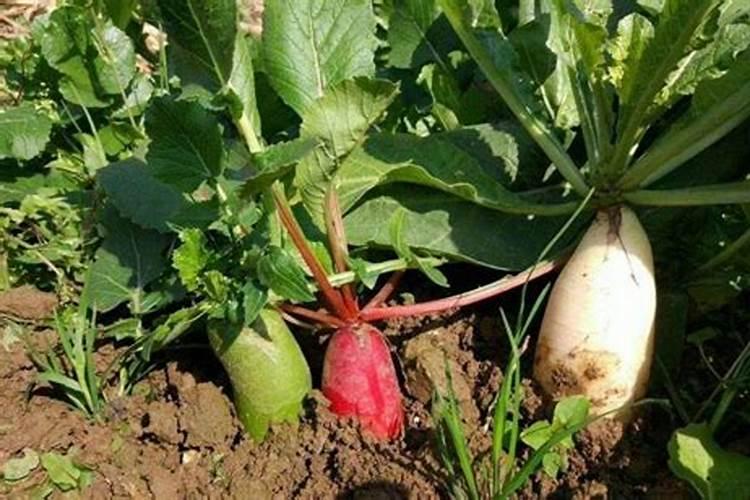 冬季大棚青菜能打叶面肥和增长剂有用吗？