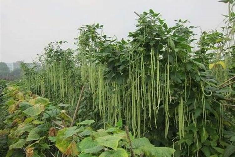 小麦现在打什么叶面肥和农药