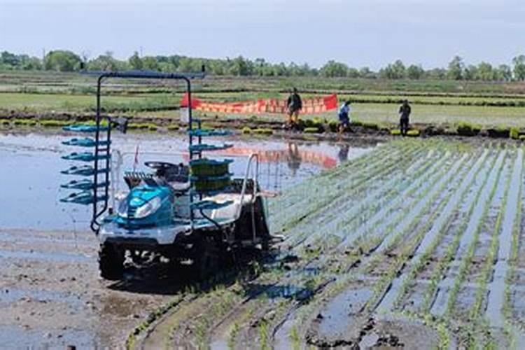 水稻复合肥怎样施效果最好