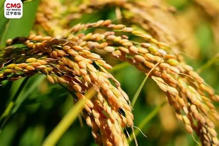 小分子有机碳水溶肥对水稻促进作用如何？