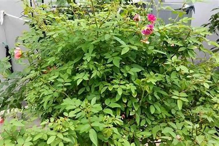 月季小苗施肥时间和方法