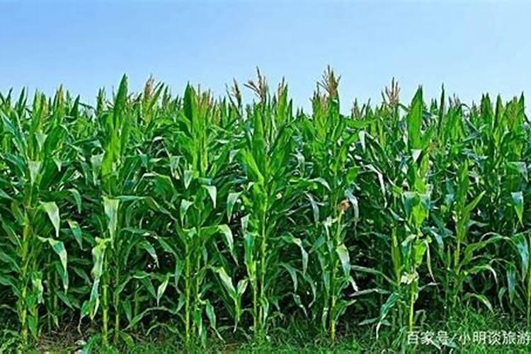 超甜水果玉米甜蜜(612B)栽培超甜水果玉米甜蜜(612B)栽培