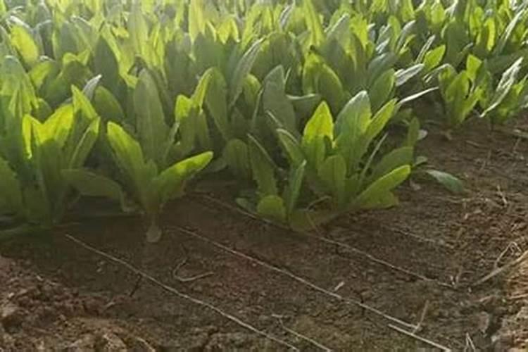 种青菜如何正确施肥