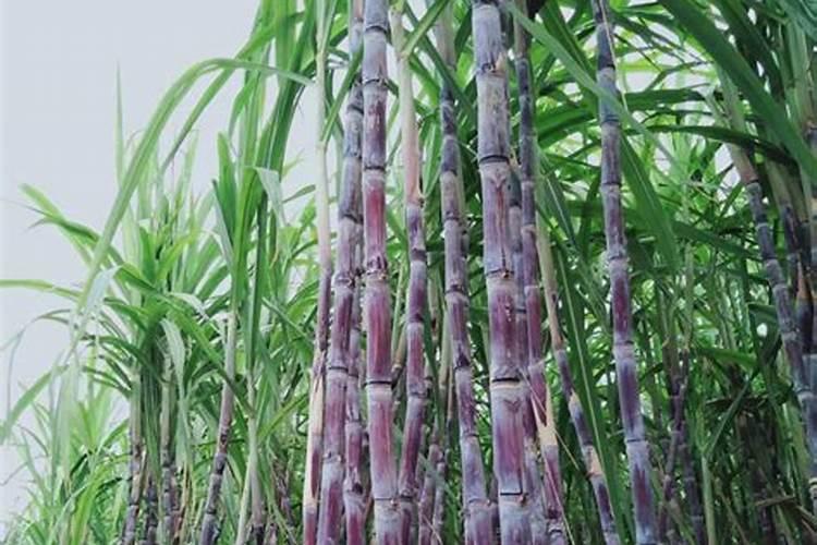 种植甘蔗可以用什么肥料？